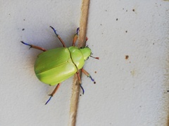 Chrysina macropus