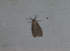 Pagara simplex