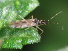 Dicyphus hesperus