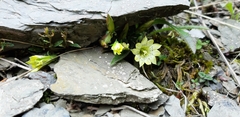 Gentiana scabrida