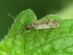 Engytatus modestus