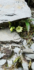 Gentiana scabrida