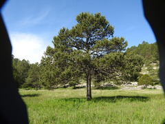 Pinus cooperi