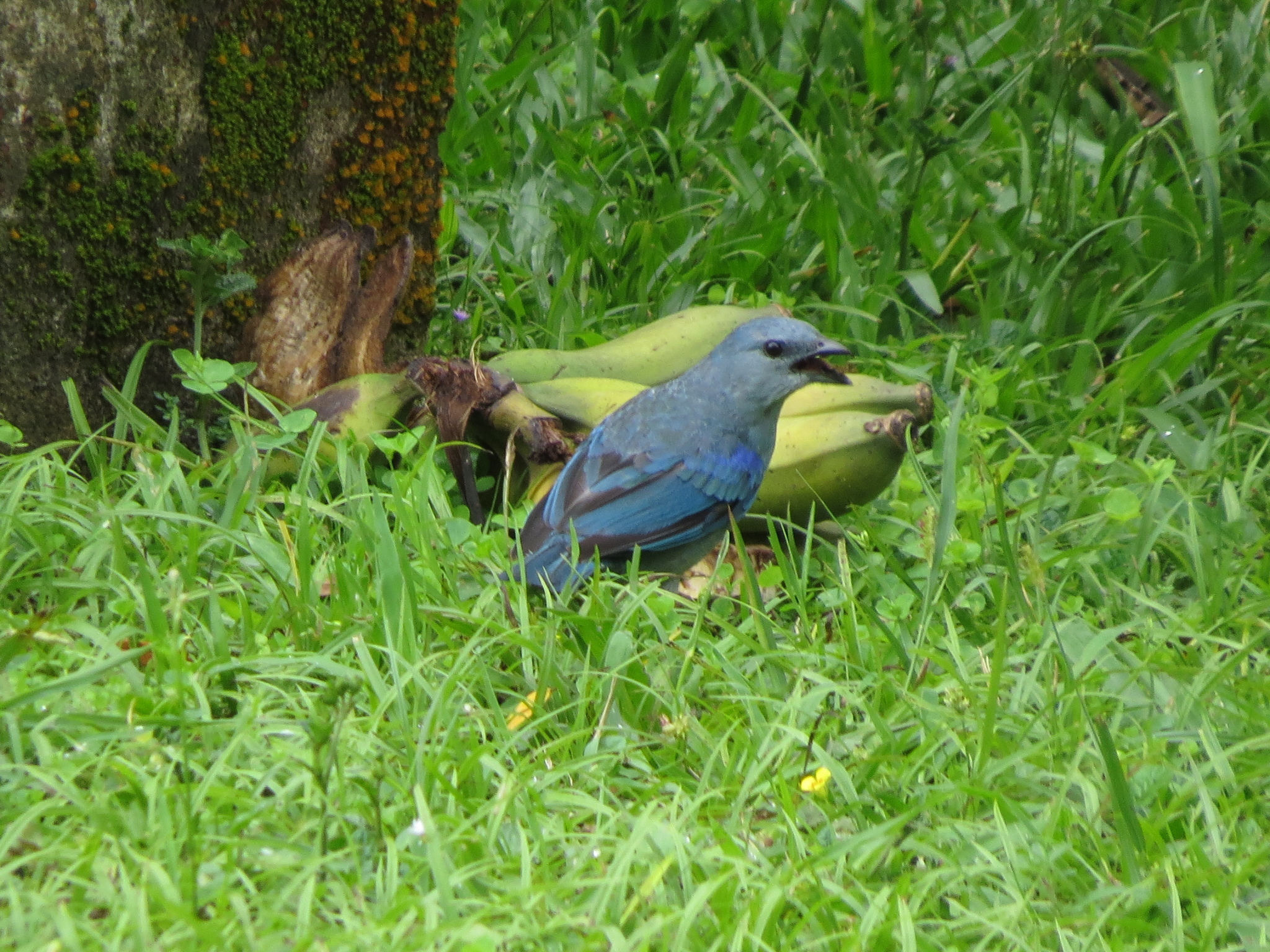 Azure-shouldered Tanager (Thraupis cyanoptera), photo 7