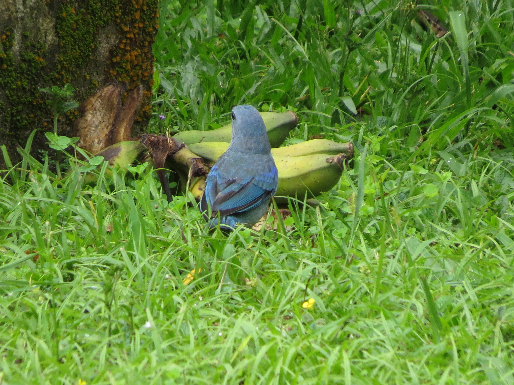 Azure-shouldered Tanager (Thraupis cyanoptera), photo 8