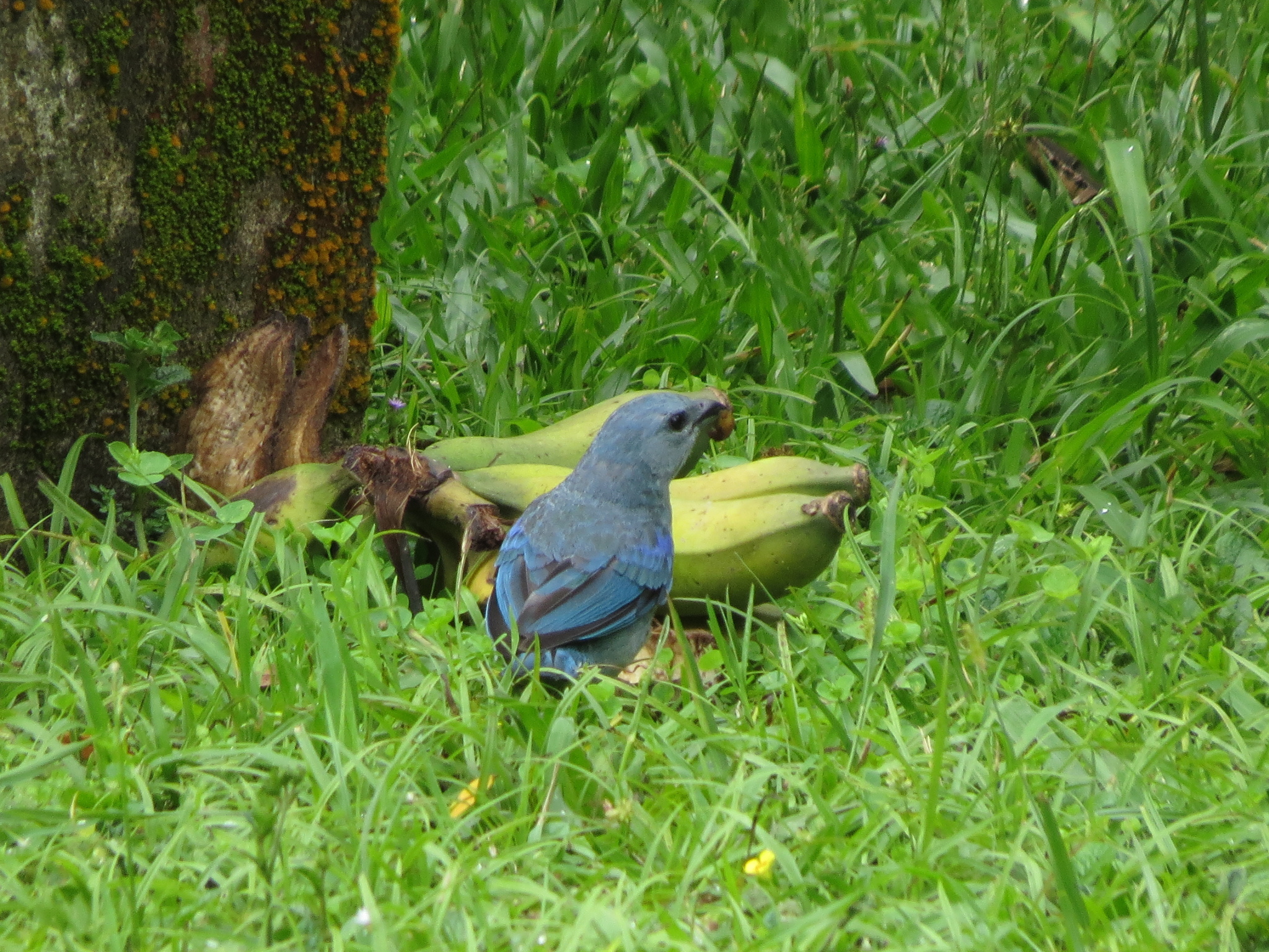 Azure-shouldered Tanager (Thraupis cyanoptera), photo 9