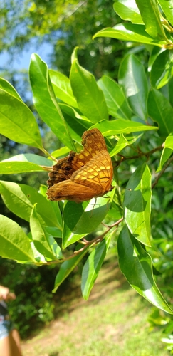 Asterocampa clyton image