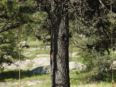 Pinus cooperi
