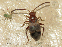 Ceratocapsus apicatus