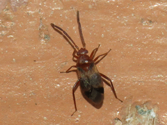 Ceratocapsus apicatus