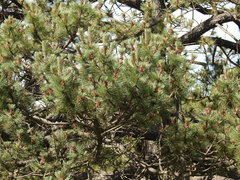 Pinus cooperi