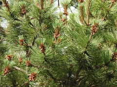 Pinus cooperi