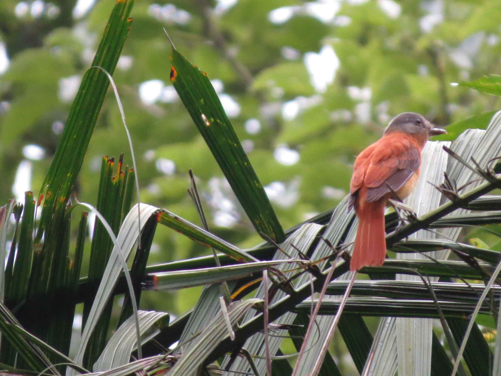 Rufous-tailed Attila (Attila phoenicurus), photo 8