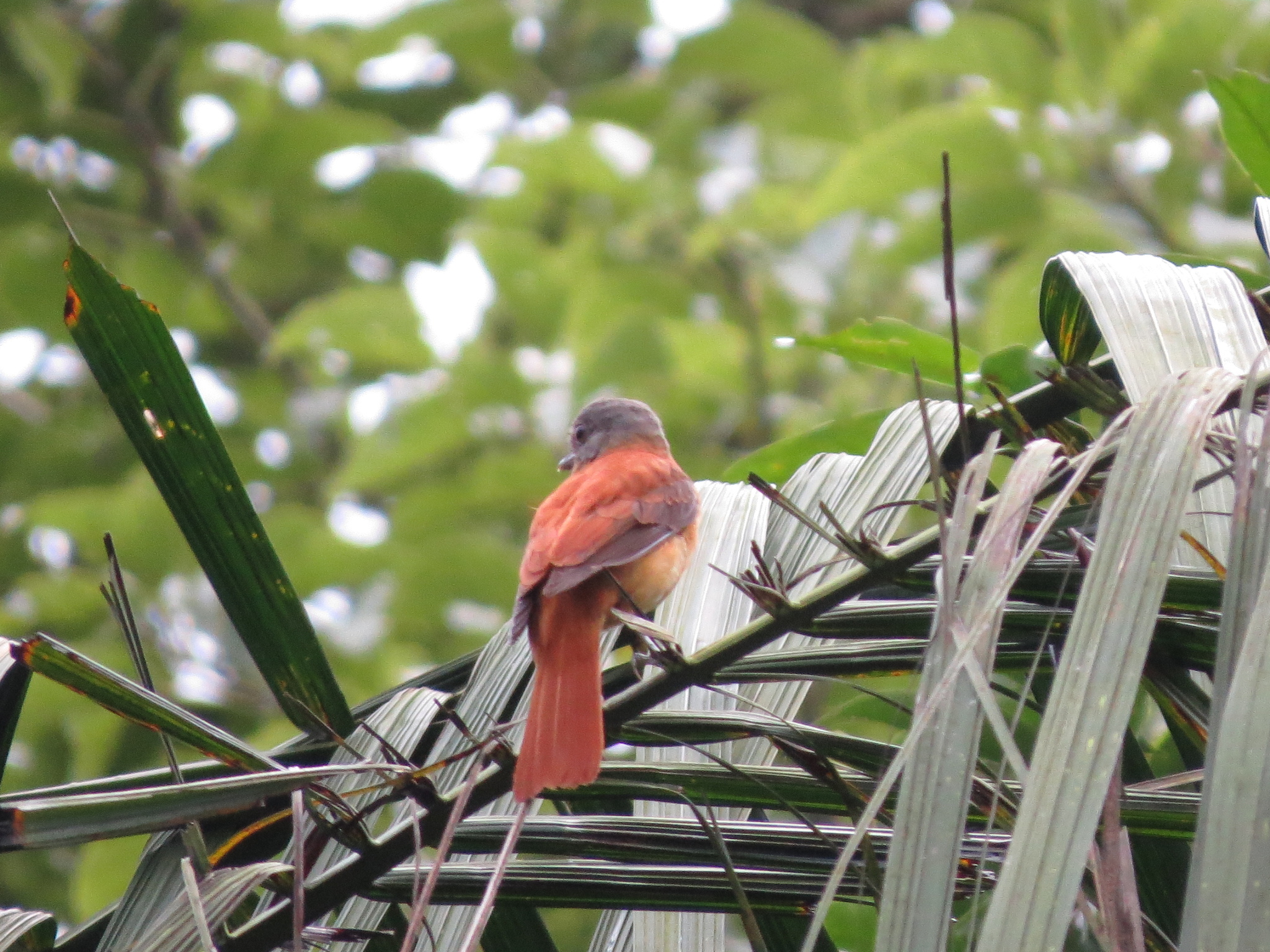 Rufous-tailed Attila (Attila phoenicurus), photo 9