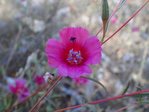 Redspot clarkia (Clarkia speciosa)