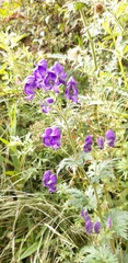 Aconitum fukutomei