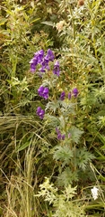 Aconitum fukutomei