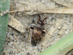 Spanagonicus albofasciatus