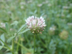 Trifolium obtusiflorum
