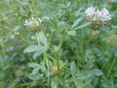 Trifolium obtusiflorum
