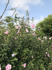 Hibiscus syriacus