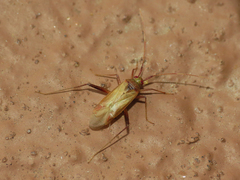 Creontiades rubrinervis