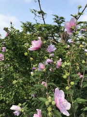 Hibiscus syriacus