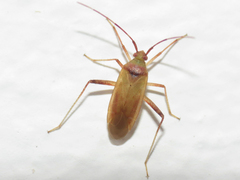 Creontiades rubrinervis