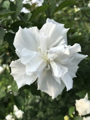 Hibiscus syriacus