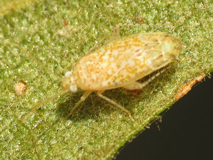Ceratopsallus croceus