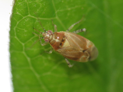 Vesperocoris paddocki