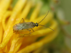 Engytatus modestus
