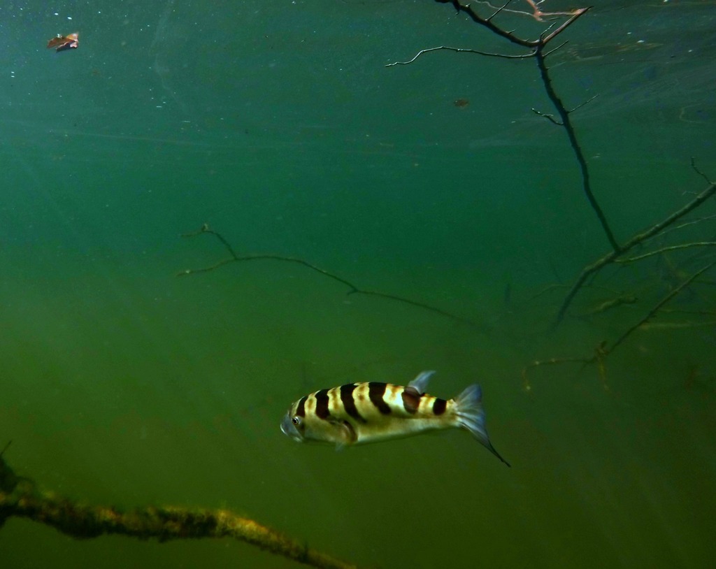 Banded puffer (Colomesus psittacus) — Tetraodontidae