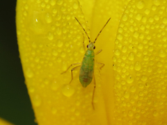 Engytatus modestus