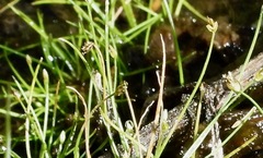 Eleocharis bella