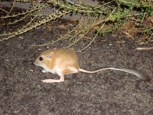 Ord's Kangaroo Rat