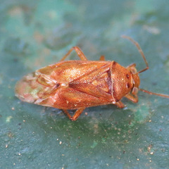 Tropidosteptes pacificus