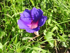 Ipomoea decasperma