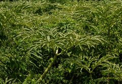 Amorphophallus bulbifer