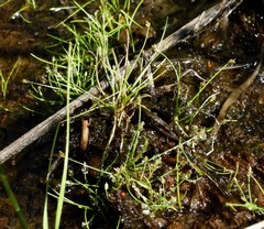 Eleocharis bella