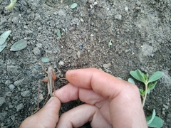 Platycleis intermedia