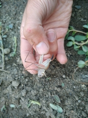 Platycleis intermedia