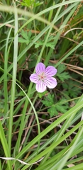 Geranium hayatanum