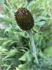Rudbeckia occidentalis