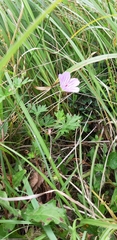 Geranium hayatanum