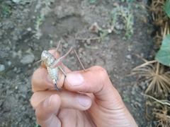 Platycleis intermedia