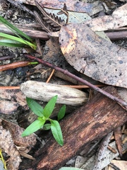 Pterostylis melagramma