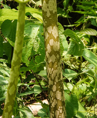 Amorphophallus bulbifer