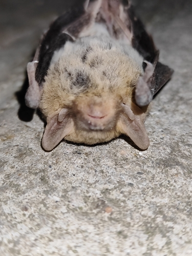 Kuhl's pipistrelle, Sliven, BG-SL, BG, photo 5 of 10