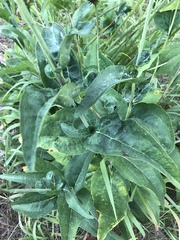 Rudbeckia occidentalis
